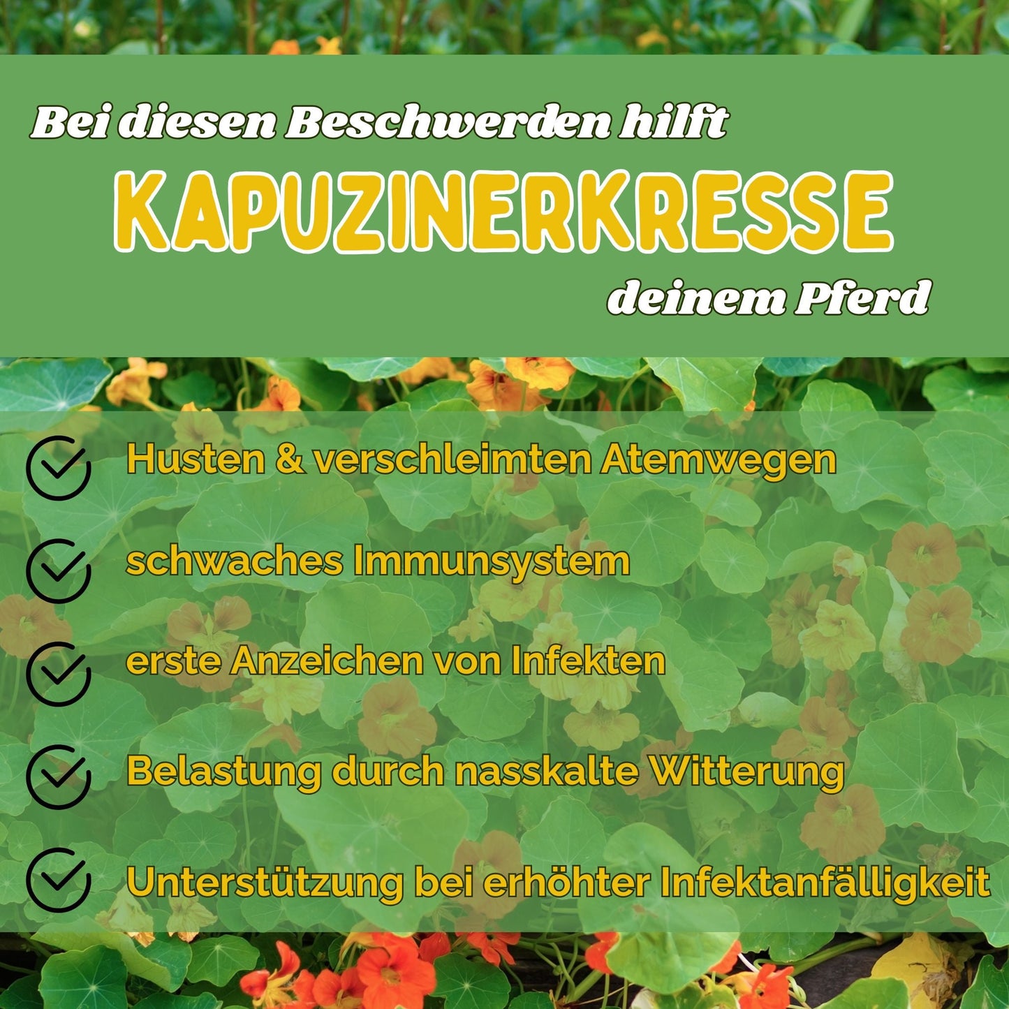 Kapuzinerkresse für Pferde - Hustenkräuter für Pferde - Immunkräuter Pferd