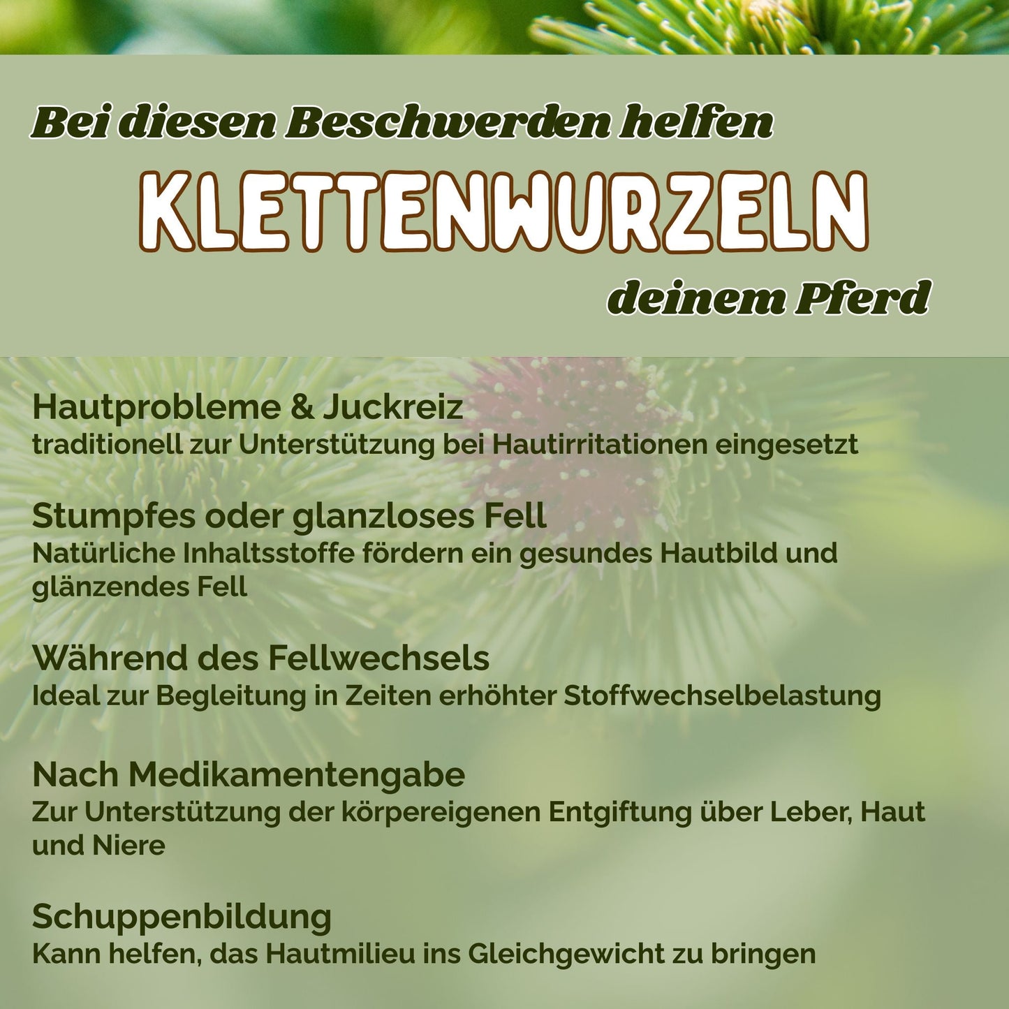 Klettenwurzel Pferd für Stoffwechsel, Haut & Fellwechsel