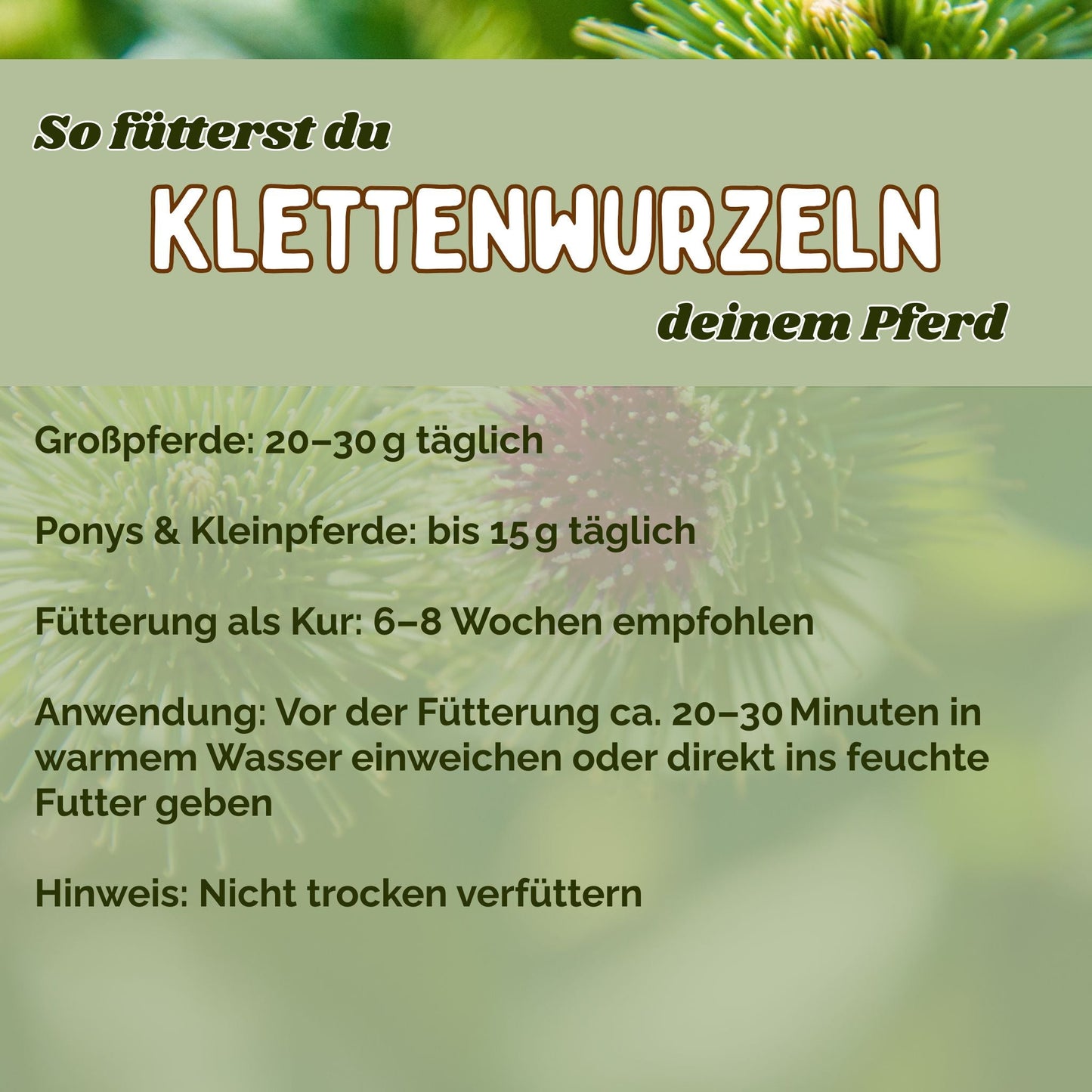 Klettenwurzel Pferd für Stoffwechsel, Haut & Fellwechsel
