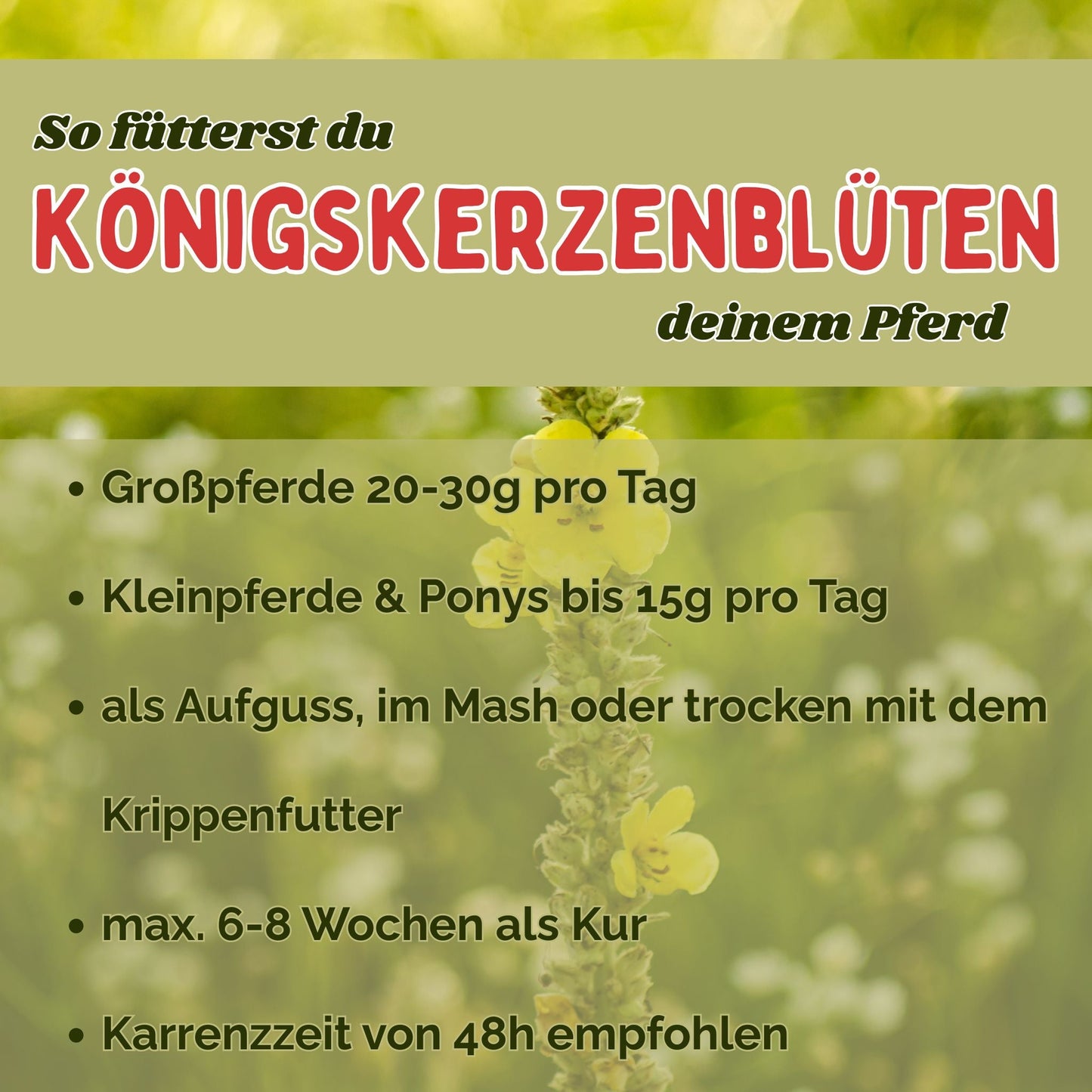 Königskerzenblüten Pferd - Hustenkräuter für Pferde - Schleimlöser Pferd