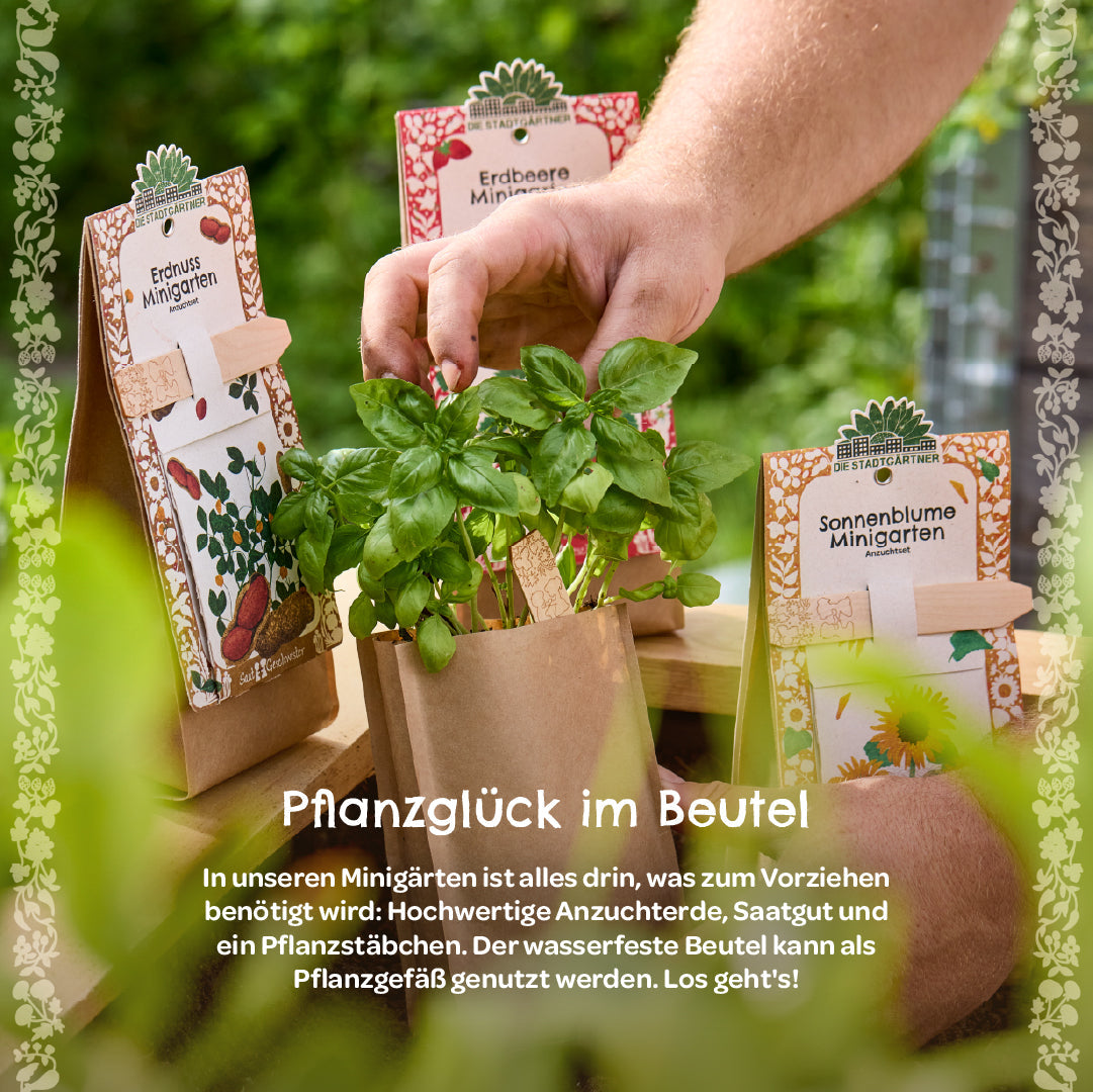 Anzuchtset – Minigarten BIO-Lavendel