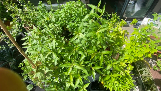 Automated Aquaponics System Circular use of leftovers, foodscraps and fish waste to fertilize herbs