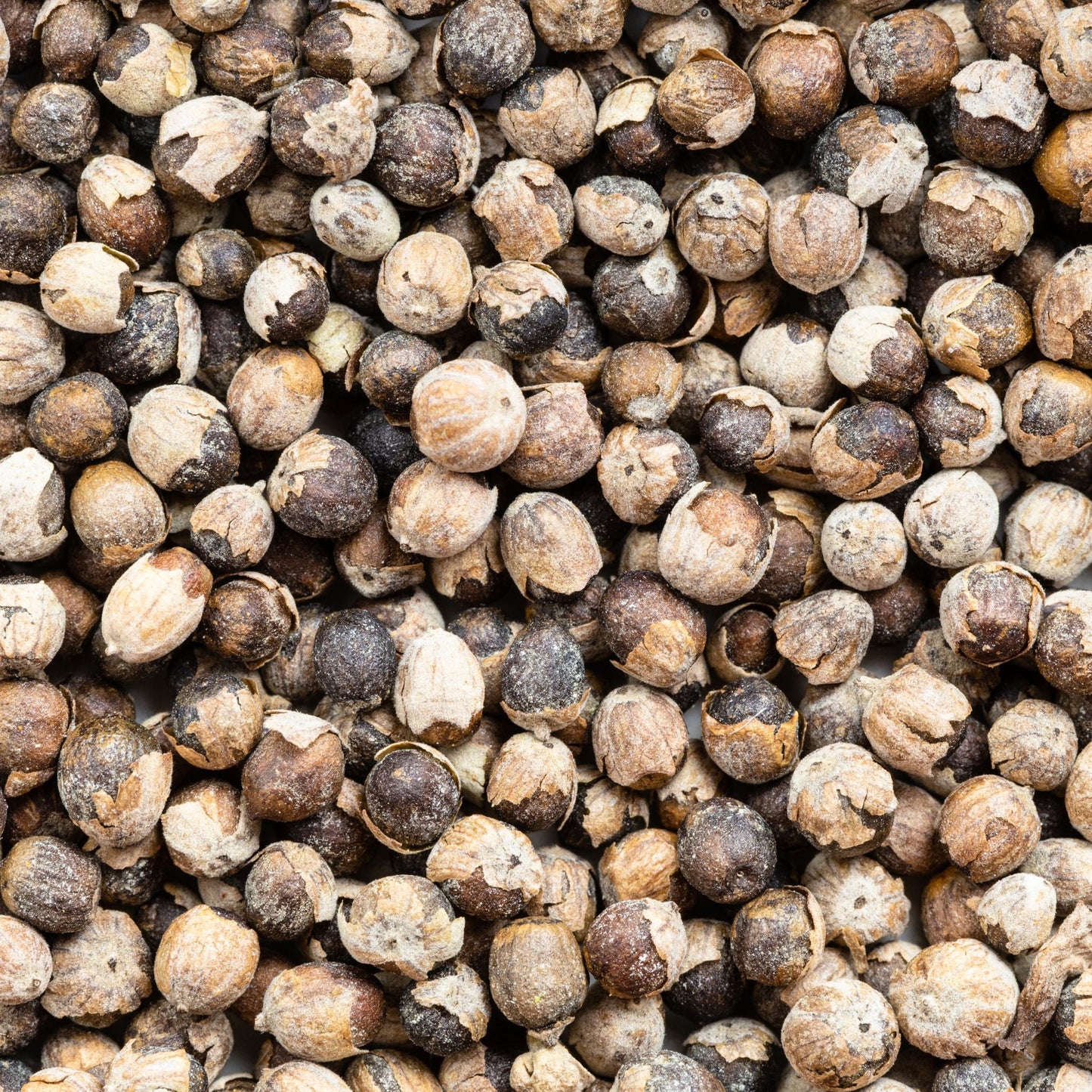 Mönchspfeffer Pferd - natürliche Hilfe bei rossigen Stuten