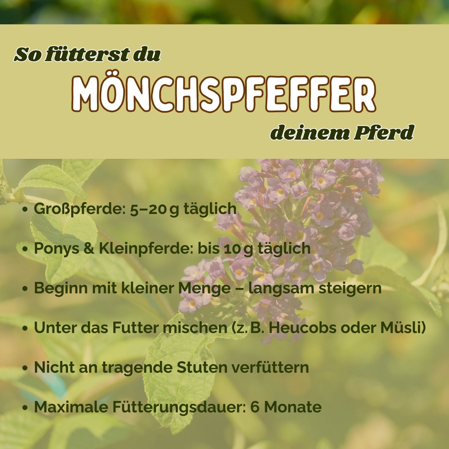 Mönchspfeffer Pferd - natürliche Hilfe bei rossigen Stuten