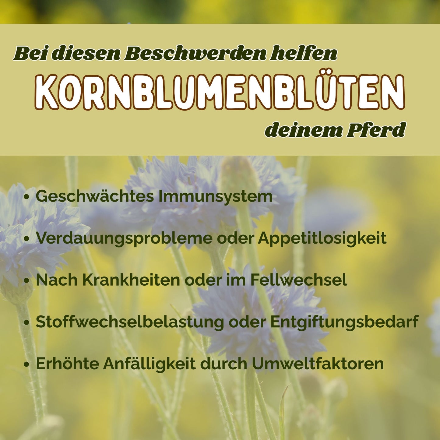 Kornblume Pferd ganze Blüte für Immunsystem und Verdauung
