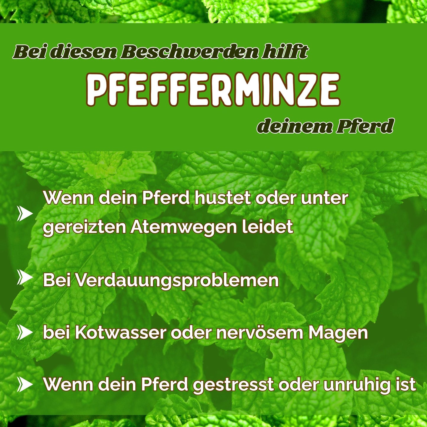 Pfefferminze Pferd - Hustenkräuter, Darmkräuter und Nervenkräuter für Pferde