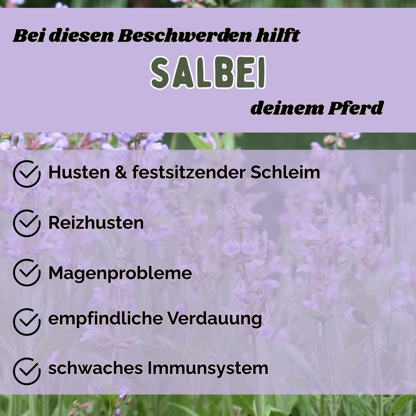 Salbei Pferd - Hustenkräuter für Pferde - Magenkräuter & Immunkräuter
