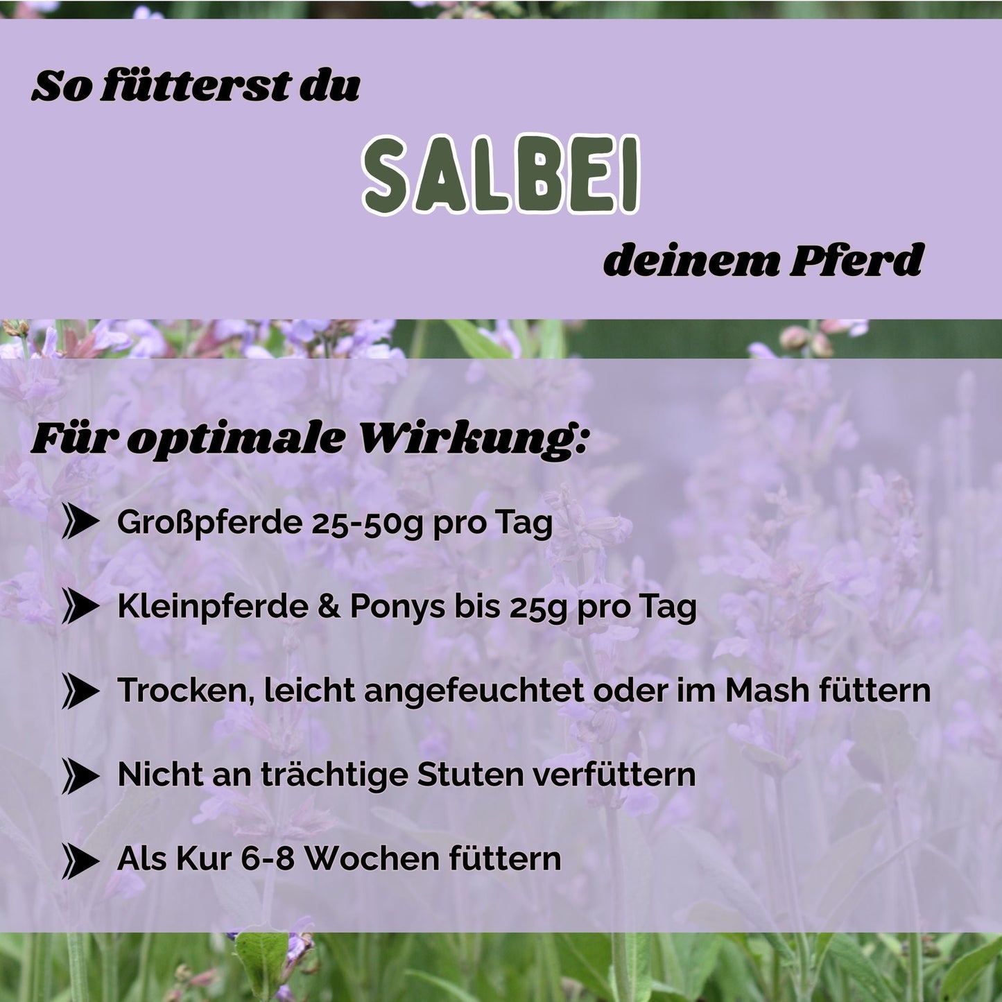 Salbei Pferd - Hustenkräuter für Pferde - Magenkräuter & Immunkräuter