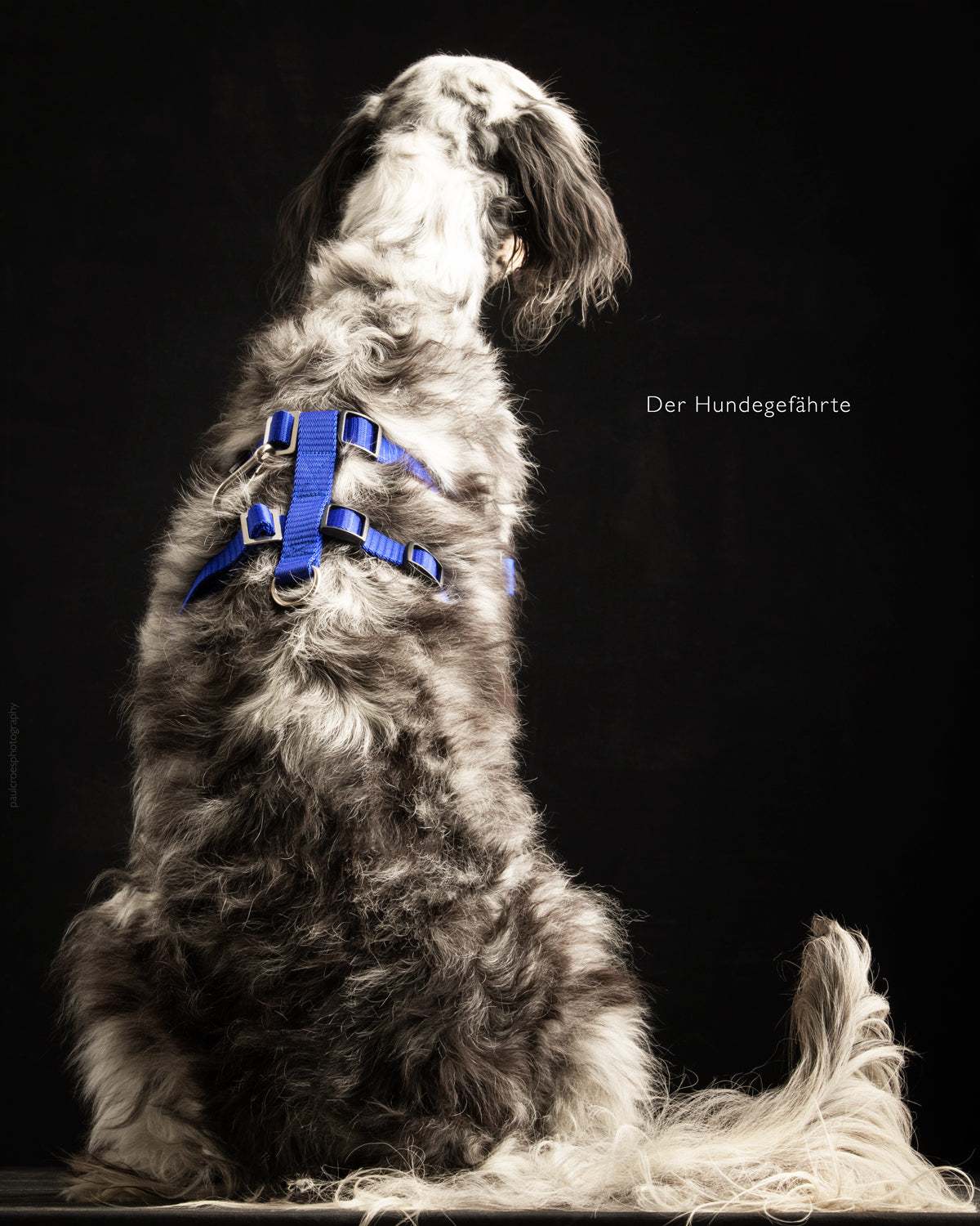 Anti-Stress-Geschirr STURMFREI® Saver für kleine bis mittlere Hunde