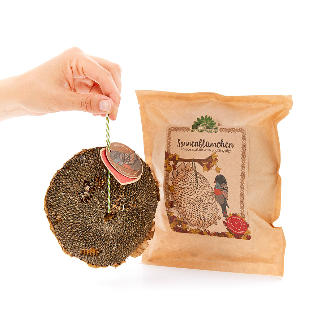 Sonnenblümchen – Snack für Vögel