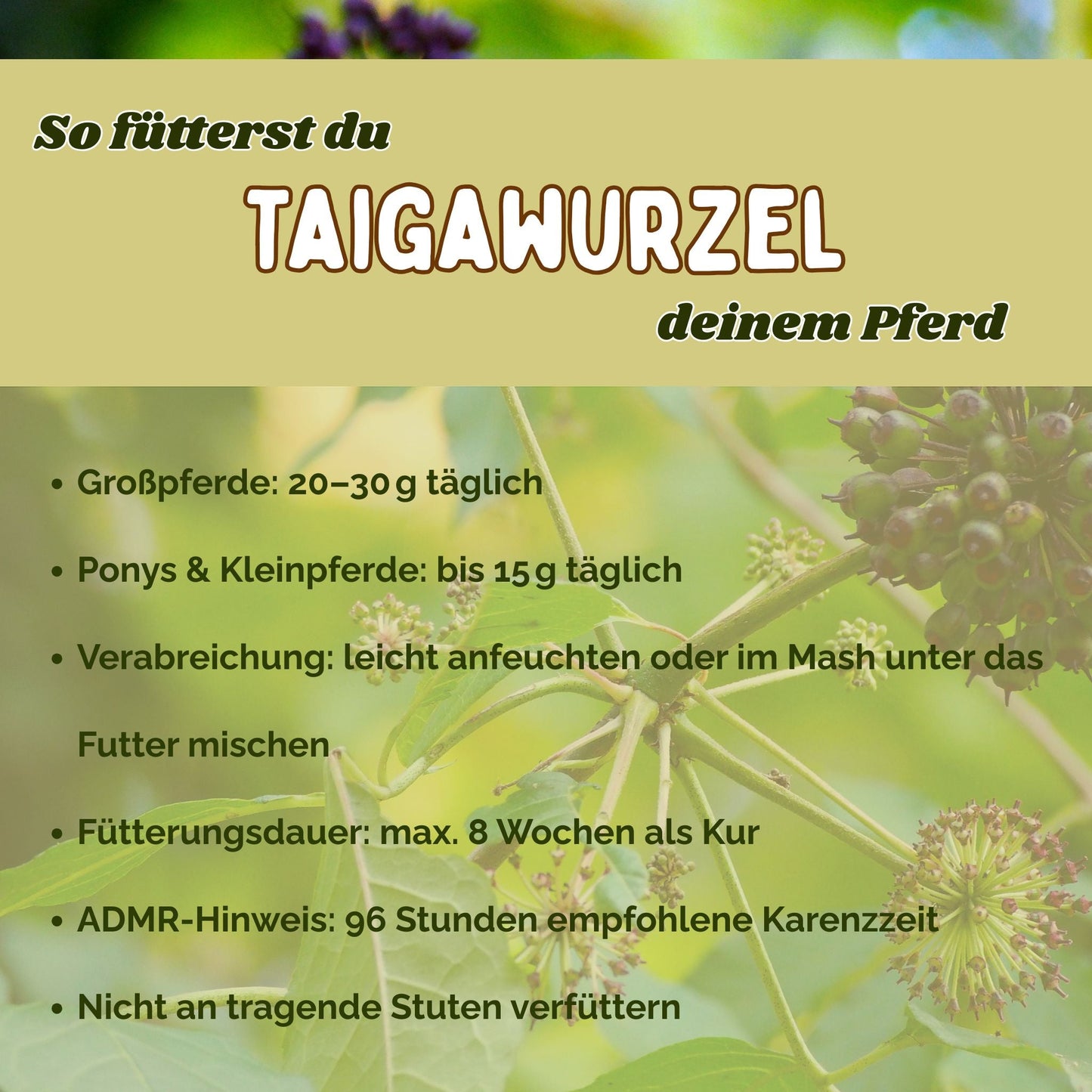 Taigawurzel Pferd - Immunsystem Pferd stärken