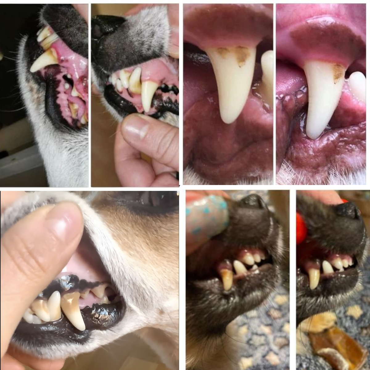 Natürliches Dentalspray zur Entfernung von Zahnstein von Tierliebhaber