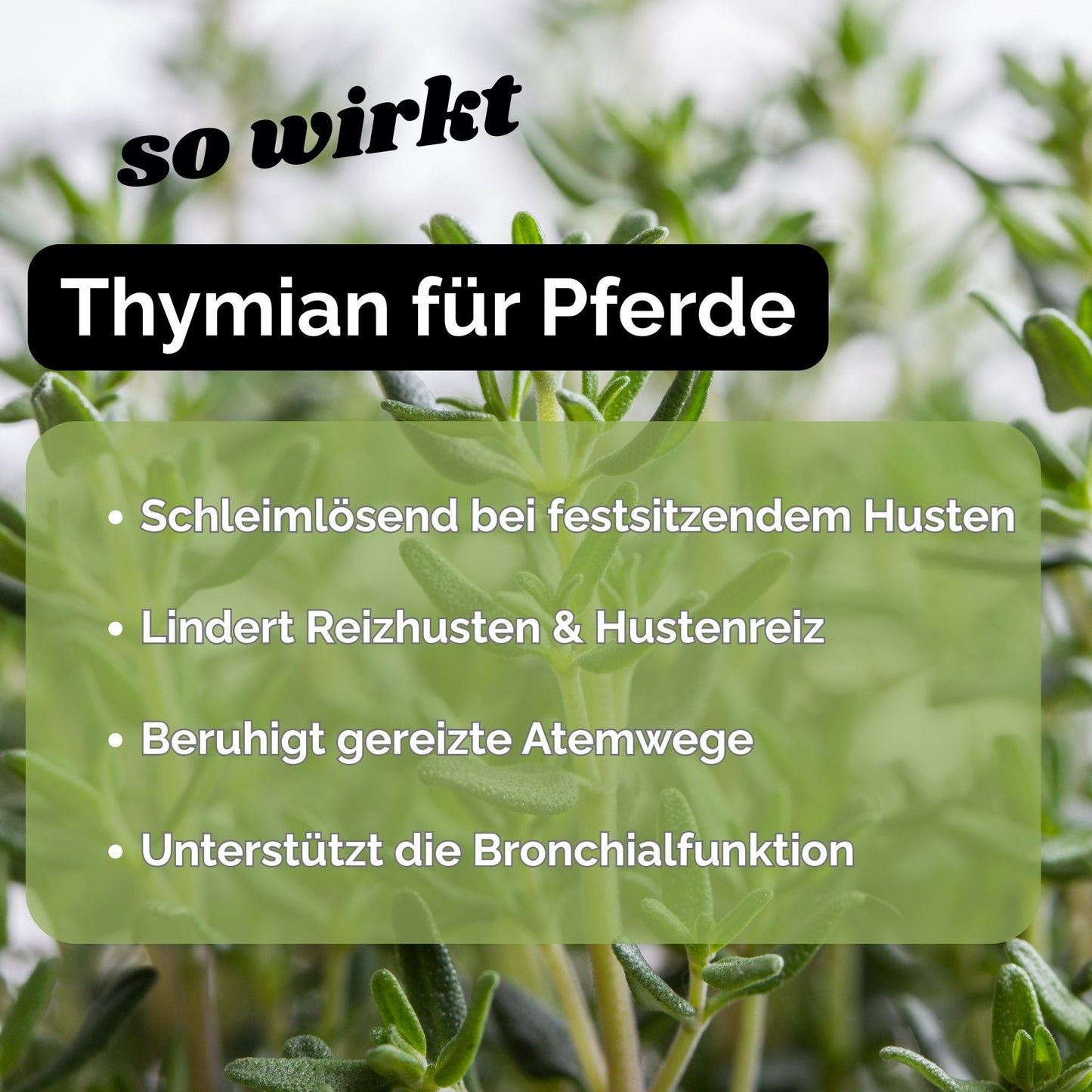 Thymian Pferd - Hustenkräuter für Pferde - Schleimlöser Pferd
