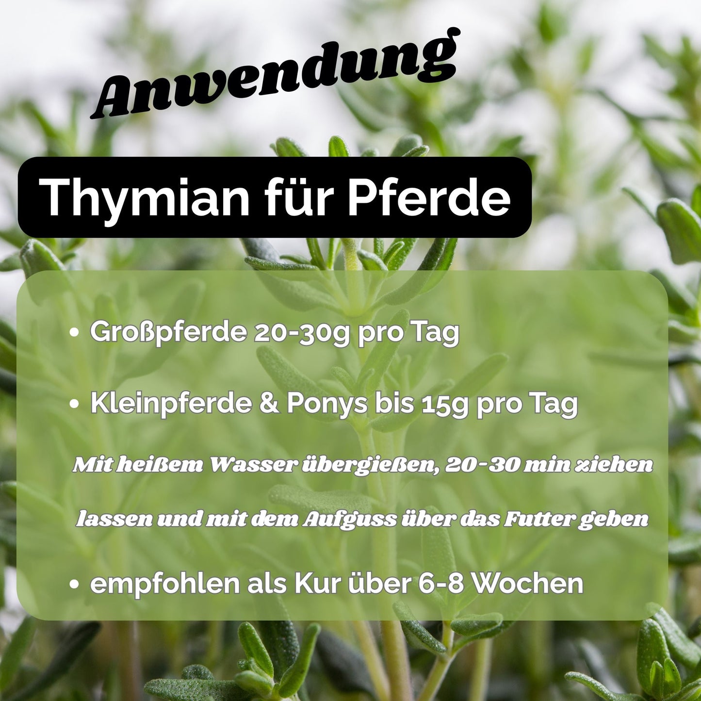 Thymian Pferd - Hustenkräuter für Pferde - Schleimlöser Pferd