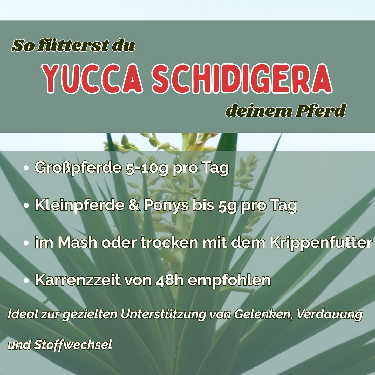 Yucca schidigera Pferd - Pulver für Gelenke, Verdauung und Stoffwechsel