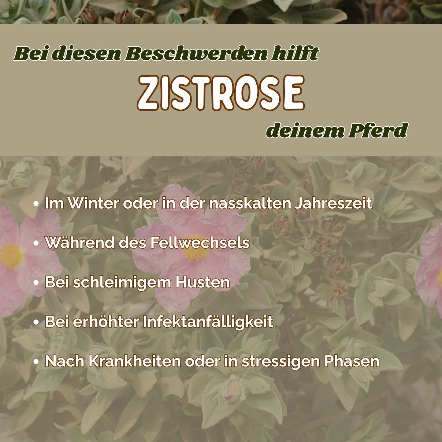 Zistrose Pferd - Immunsystem stärken Pferd