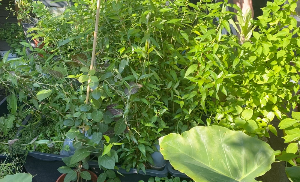 Aquaponics system 2 month later