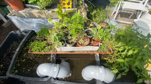 aquaponics system with multiple container connected through pipes above the water