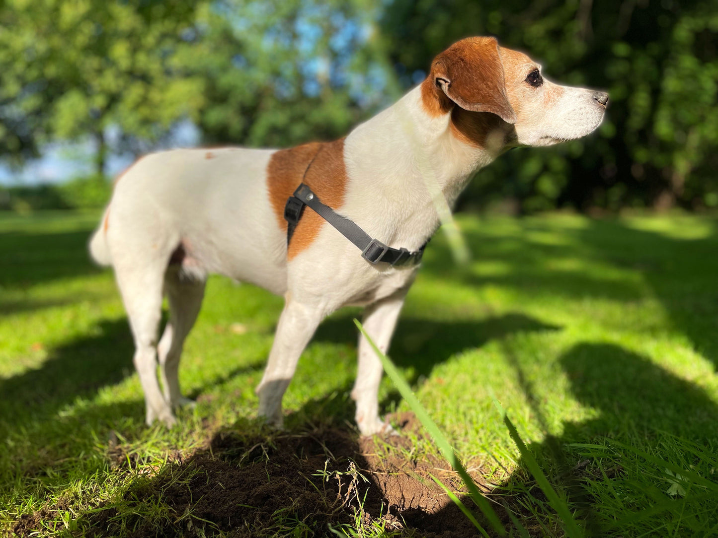 Anti-Stress-Geschirr STURMFREI®, Größe S