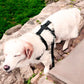 Anti-Stress-Geschirr STURMFREI® Saver für kleine bis mittlere Hunde