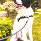 Anti-Stress-Geschirr STURMFREI® Saver für mittlere und große Hunde