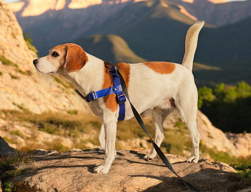 Anti-Stress-Geschirr STURMFREI®, Größe L