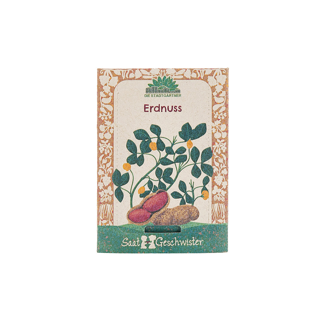 Saatgut Erdnuss