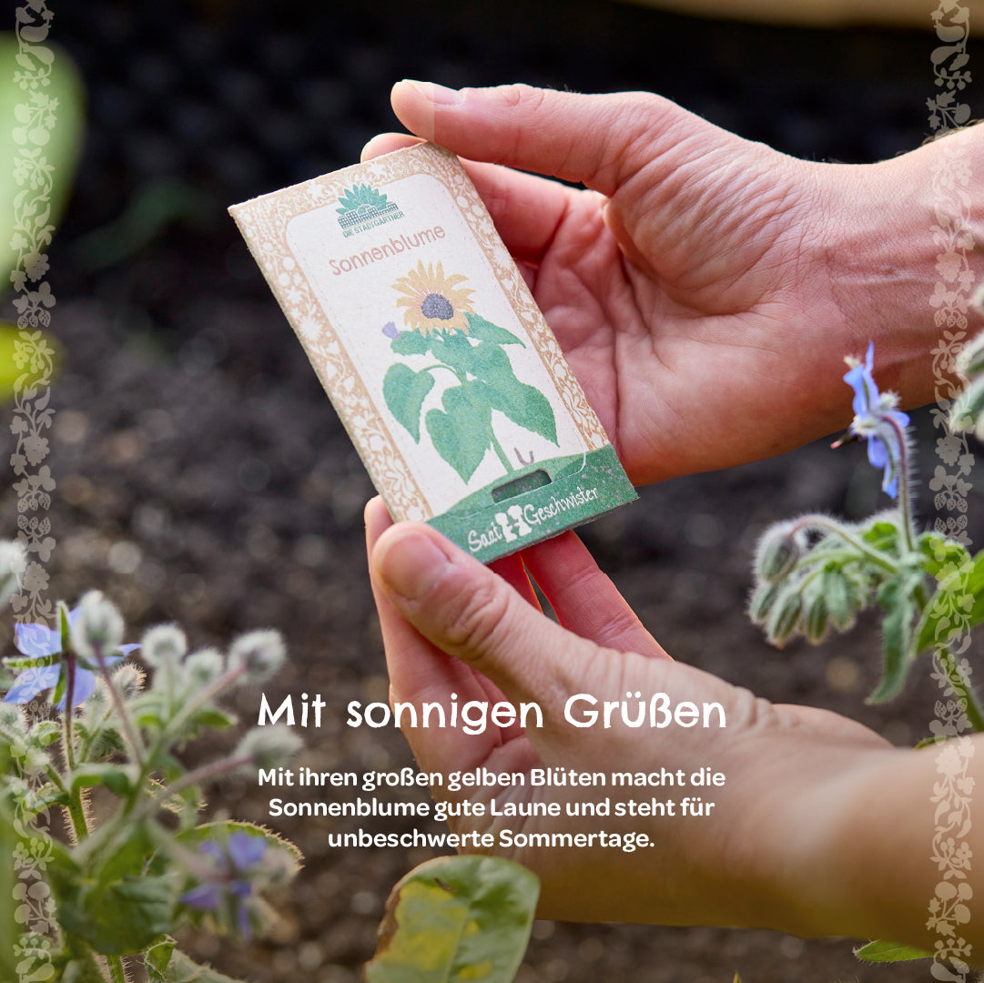 BIO-Saatgut Sonnenblume