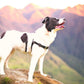 Anti-Stress-Geschirr STURMFREI® Saver für kleine bis mittlere Hunde