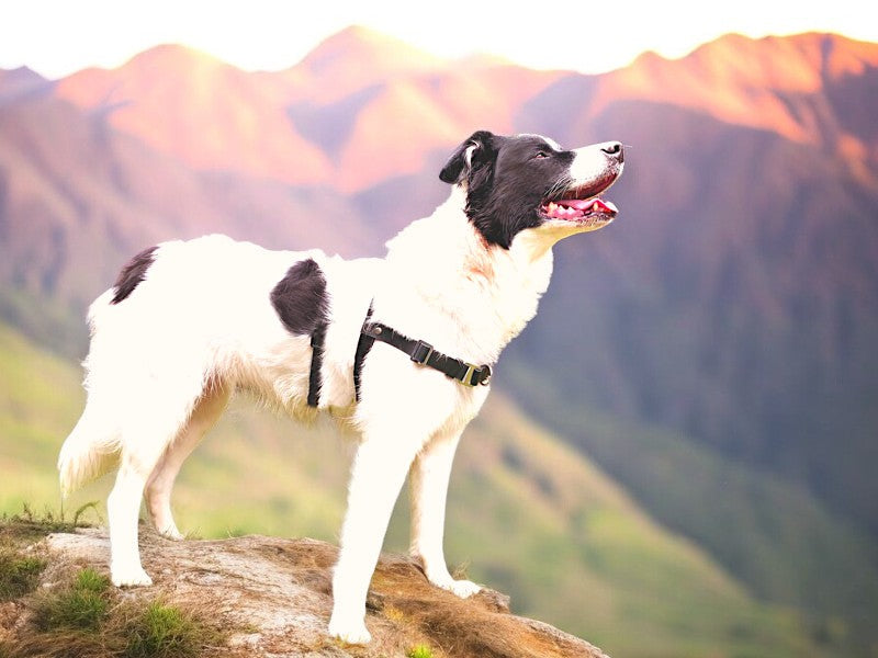 Anti-Stress-Geschirr STURMFREI® Saver für mittlere und große Hunde