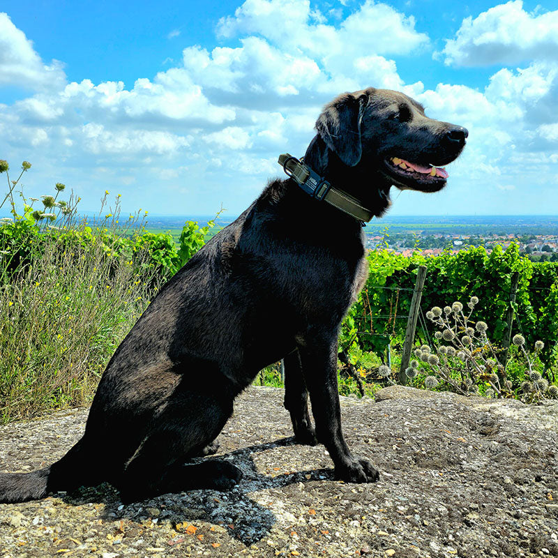 Taktisches Hundehalsband mit Namen und Griff, gratis Gravur auf Schnalle