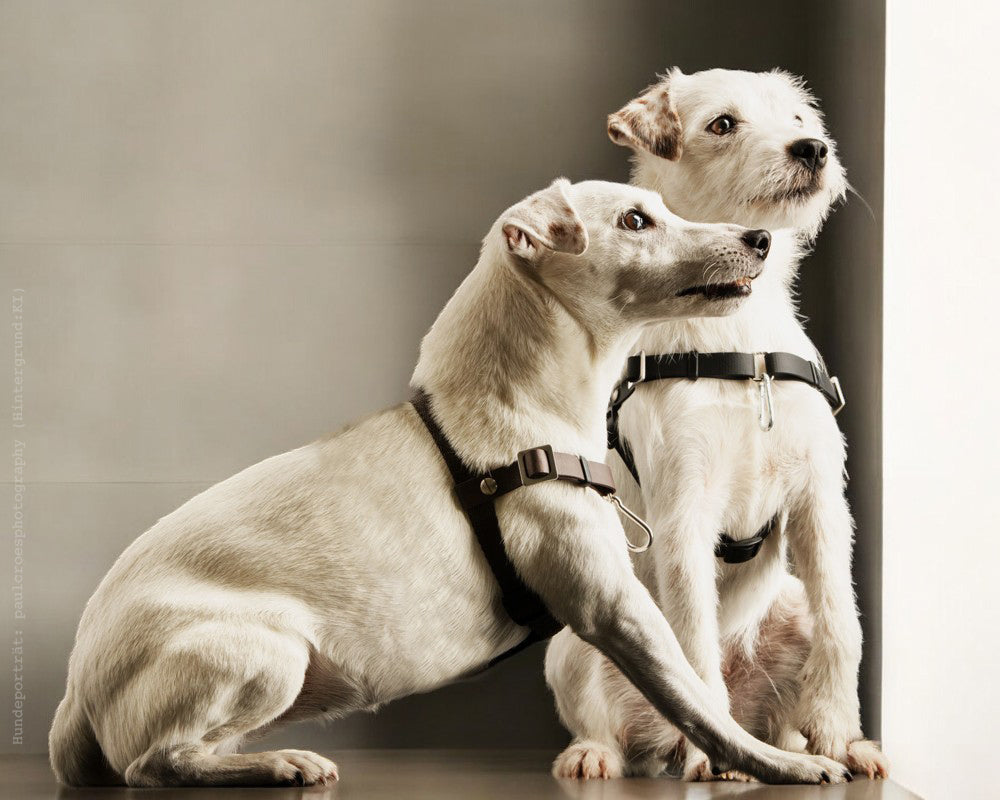 Anti-Stress-Geschirr STURMFREI®, Größe XXS
