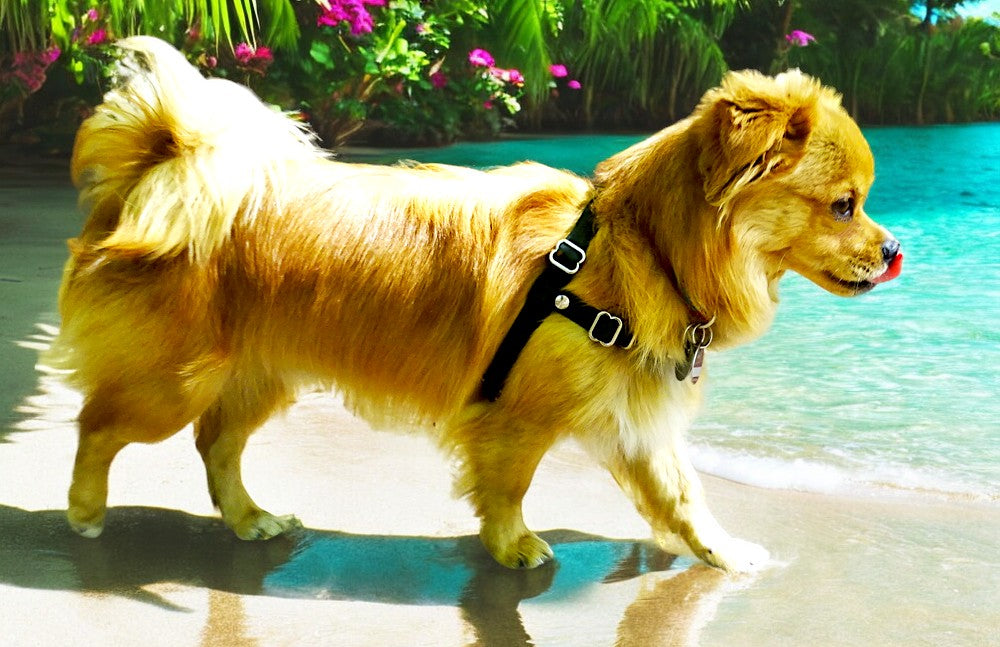 Anti-Stress-Geschirr STURMFREI®, Größe XXS